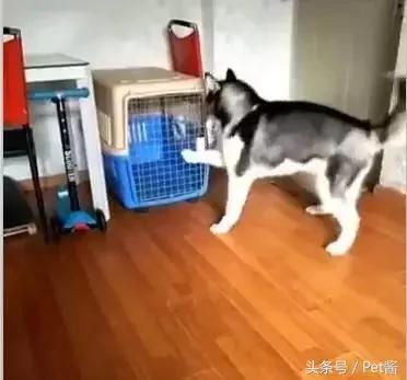 哈士奇犯错后自己关笼子 主人被二哈十秒关笼的举动笑哭!