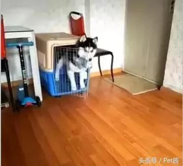 哈士奇犯错后自己关笼子 主人被二哈十秒关笼的举动笑哭!
