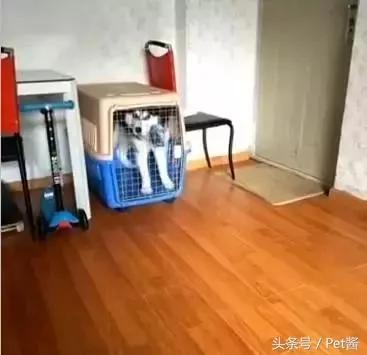 哈士奇犯错后自己关笼子 主人被二哈十秒关笼的举动笑哭!