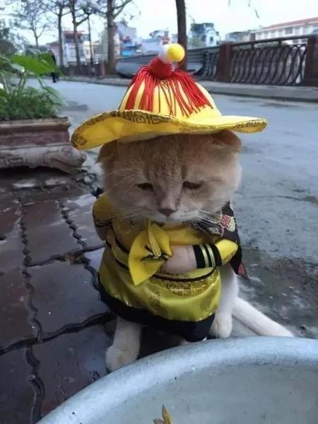 “圣上”微服私访 结果被路边的小鱼摊给吸引了….