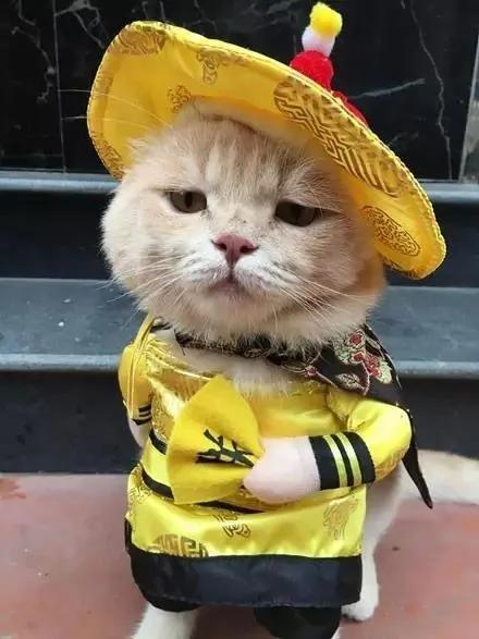 “圣上”微服私访 结果被路边的小鱼摊给吸引了….