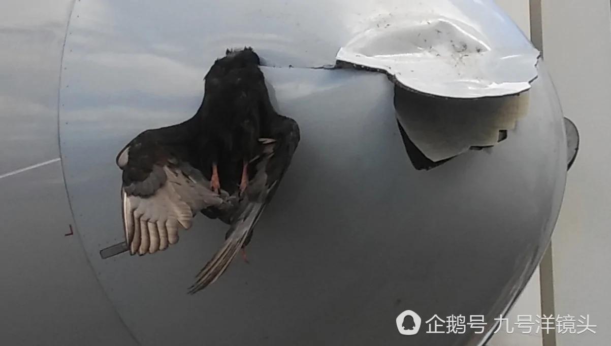 美国客机空中撞上一东西!降落一看惊呆