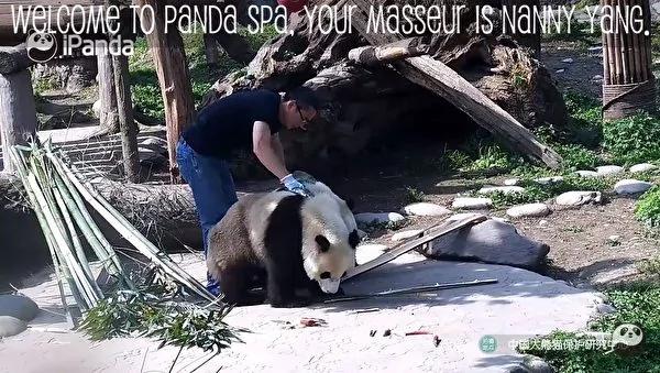 猫熊宝宝偷亲饲育员 拍照时一个动作融化人心!
