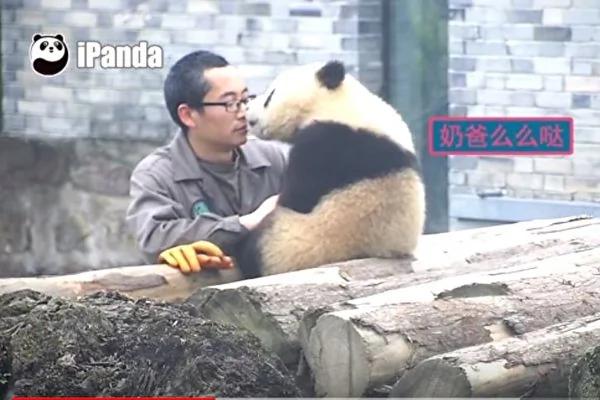 猫熊宝宝偷亲饲育员 拍照时一个动作融化人心!