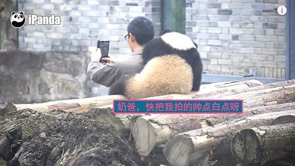 猫熊宝宝偷亲饲育员 拍照时一个动作融化人心!