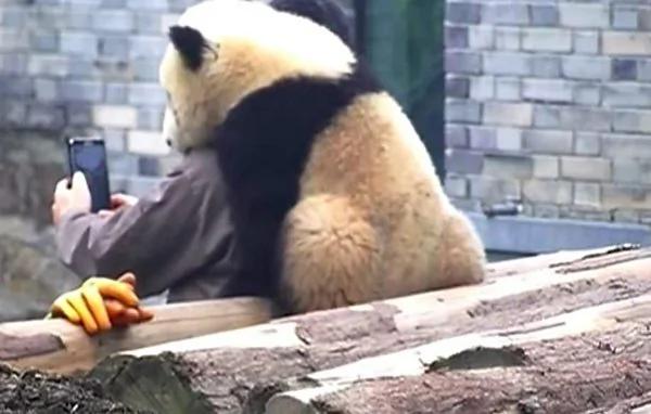 猫熊宝宝偷亲饲育员 拍照时一个动作融化人心!