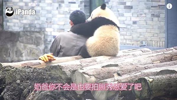 猫熊宝宝偷亲饲育员 拍照时一个动作融化人心!