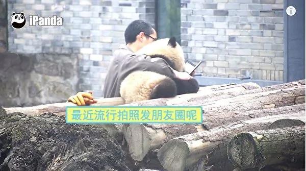 猫熊宝宝偷亲饲育员 拍照时一个动作融化人心!