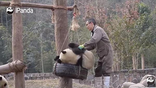 猫熊宝宝偷亲饲育员 拍照时一个动作融化人心!