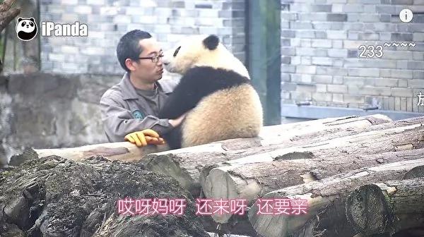 猫熊宝宝偷亲饲育员 拍照时一个动作融化人心!
