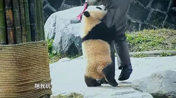 猫熊宝宝偷亲饲育员 拍照时一个动作融化人心!