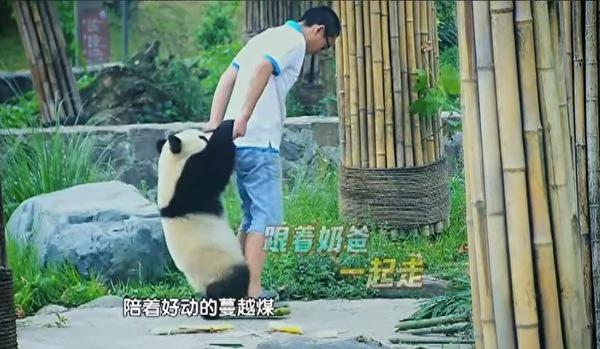 猫熊宝宝偷亲饲育员 拍照时一个动作融化人心!