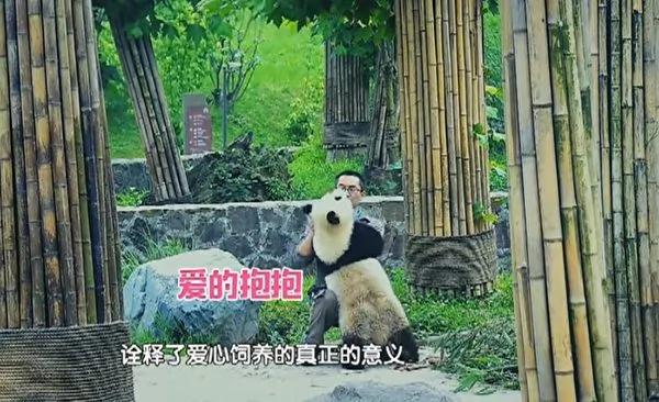 猫熊宝宝偷亲饲育员 拍照时一个动作融化人心!
