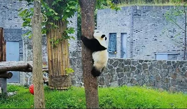 猫熊宝宝偷亲饲育员 拍照时一个动作融化人心!