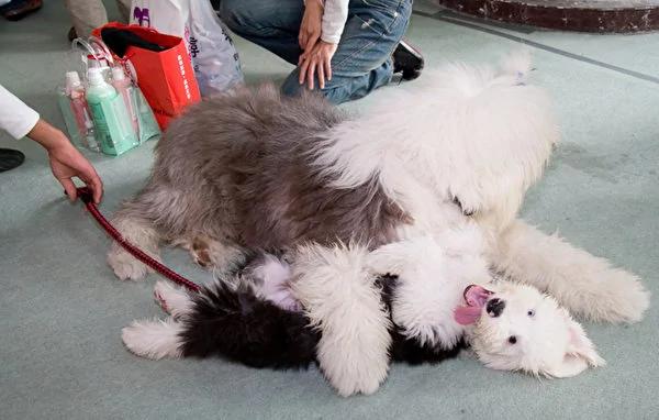 古代牧羊犬遮眼才可爱?剪掉浏海后像极了特大号史努比!