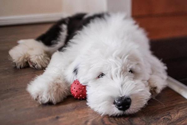 古代牧羊犬遮眼才可爱?剪掉浏海后像极了特大号史努比!