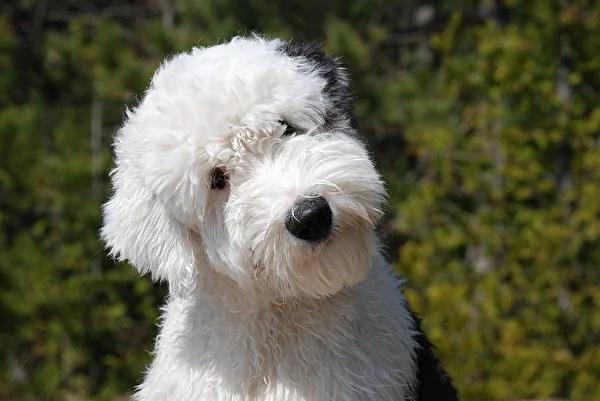 古代牧羊犬遮眼才可爱?剪掉浏海后像极了特大号史努比!