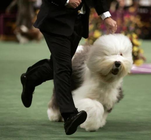 古代牧羊犬遮眼才可爱?剪掉浏海后像极了特大号史努比!