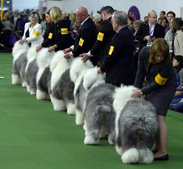 古代牧羊犬遮眼才可爱?剪掉浏海后像极了特大号史努比!