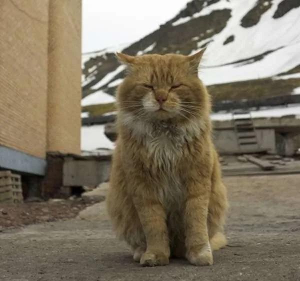 北极圈群岛唯一的猫主子 被迫用狐狸身份活下去 且要一辈子单身!