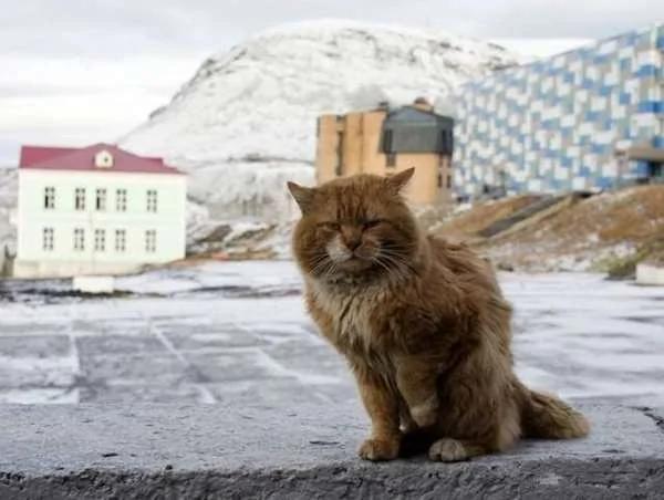 北极圈群岛唯一的猫主子 被迫用狐狸身份活下去 且要一辈子单身!