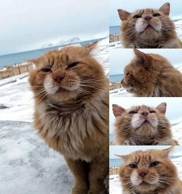北极圈群岛唯一的猫主子 被迫用狐狸身份活下去 且要一辈子单身!