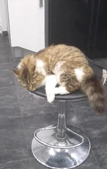 冬夜流浪猫求进屋 没想到进来的不是一个!