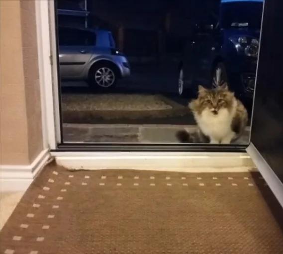 冬夜流浪猫求进屋 没想到进来的不是一个!