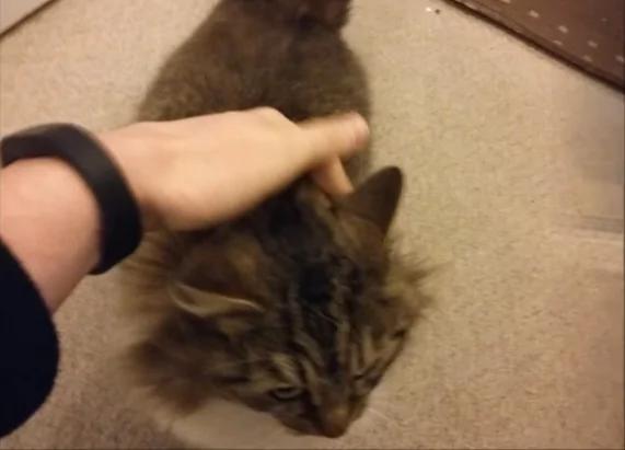 冬夜流浪猫求进屋 没想到进来的不是一个!