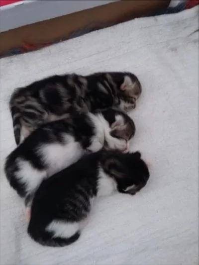 冬夜流浪猫求进屋 没想到进来的不是一个!