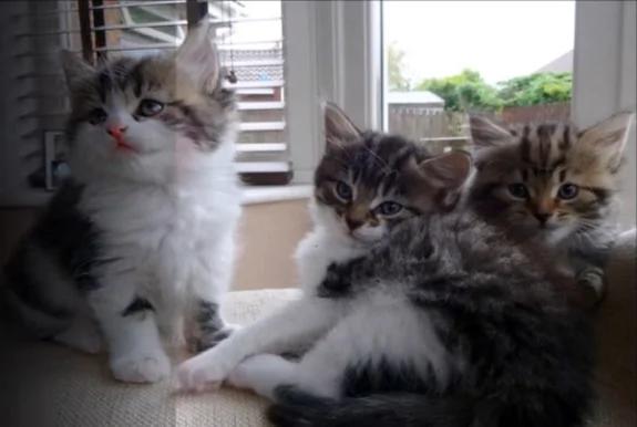 冬夜流浪猫求进屋 没想到进来的不是一个!