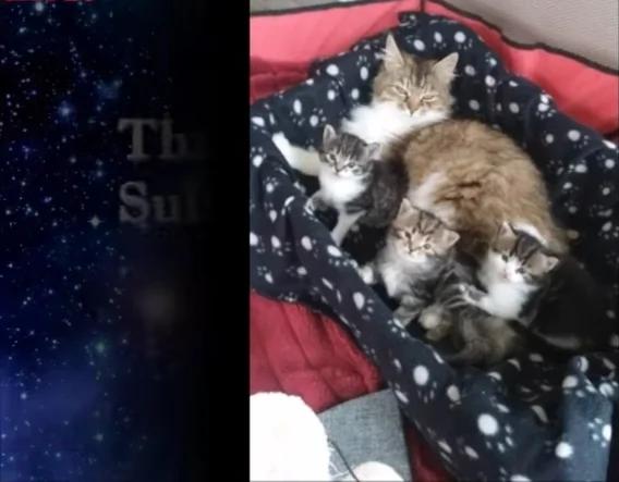 冬夜流浪猫求进屋 没想到进来的不是一个!