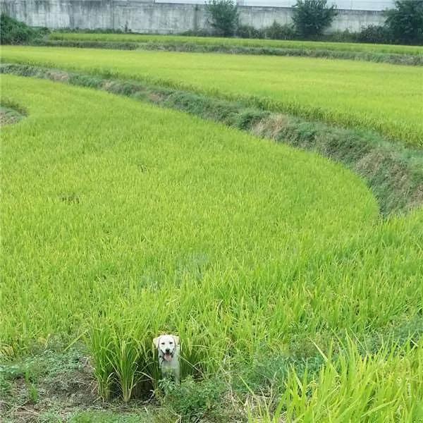 狗狗挖土挖到一动也不动 吓坏主人!原来…