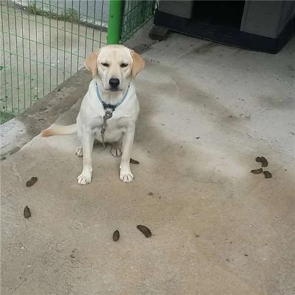 狗狗挖土挖到一动也不动 吓坏主人!原来…