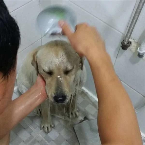 狗狗挖土挖到一动也不动 吓坏主人!原来…