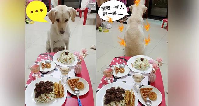 主人准备“牛肉炒饭大餐” 没想到汪汪嫌主人给它的少 竟然生气了 !