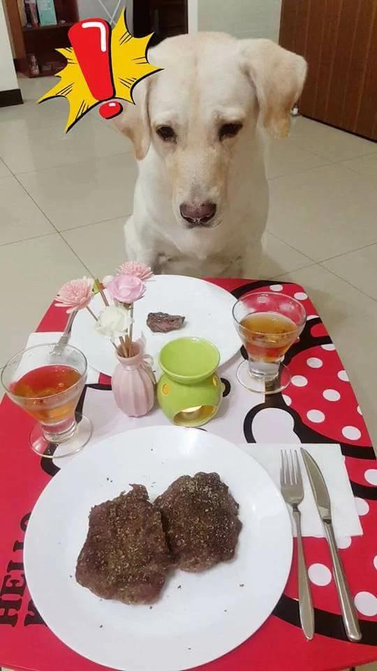 主人准备“牛肉炒饭大餐” 没想到汪汪嫌主人给它的少 竟然生气了 !