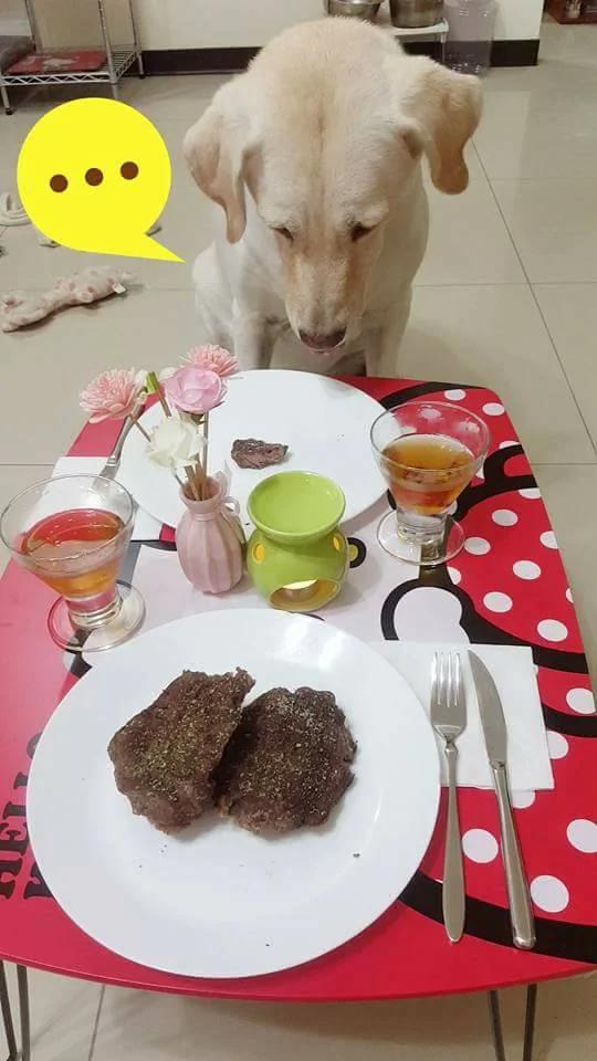 主人准备“牛肉炒饭大餐” 没想到汪汪嫌主人给它的少 竟然生气了 !