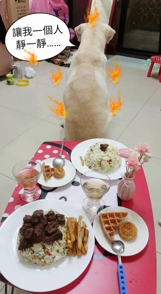 主人准备“牛肉炒饭大餐” 没想到汪汪嫌主人给它的少 竟然生气了 !