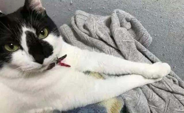 主人出差回来 看见猫咪的两只爪子紧紧握着 打开一看瞬间泪奔!