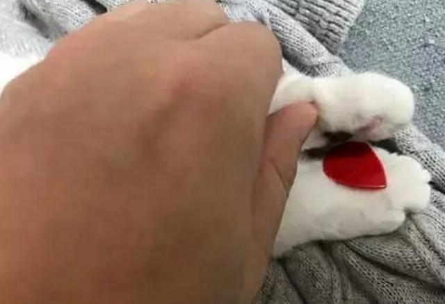 主人出差回来 看见猫咪的两只爪子紧紧握着 打开一看瞬间泪奔!