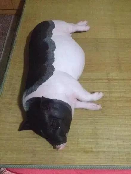双11后又一波买家秀曝光看完有点坐不住了
