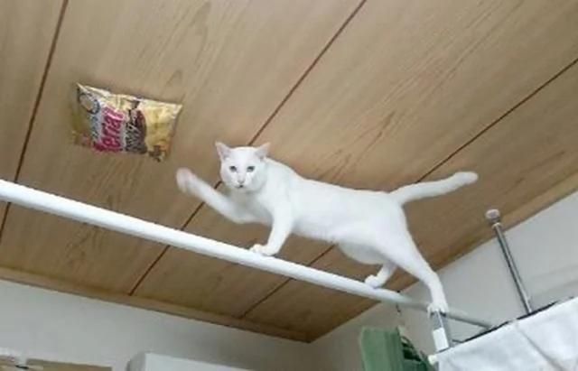 猫咪太贪吃 主人决定把零食吊在天花板上 结果…
