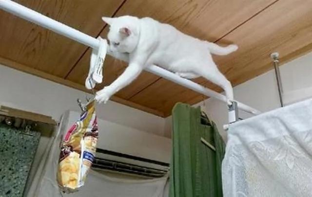 猫咪太贪吃 主人决定把零食吊在天花板上 结果…
