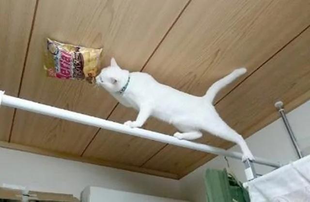猫咪太贪吃 主人决定把零食吊在天花板上 结果…