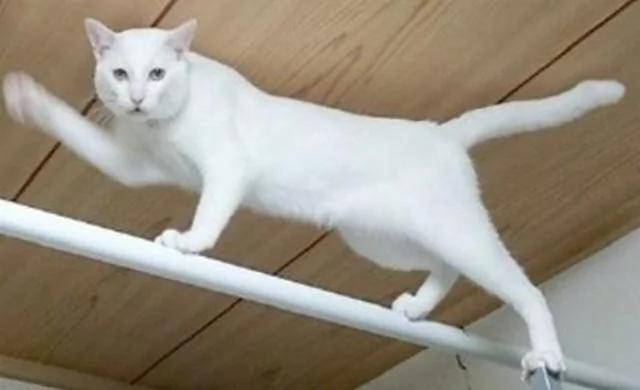 猫咪太贪吃 主人决定把零食吊在天花板上 结果…