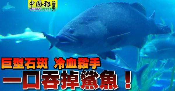 巨型石斑 冷血杀手 一口吞掉鲨鱼!