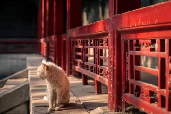 这些图片告诉你 你从未真正走进过故宫