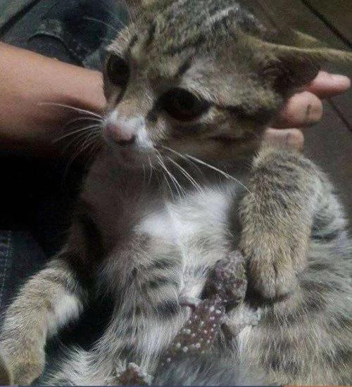小猫贪玩被壁虎缠上 主人狂笑后它一脸绝望