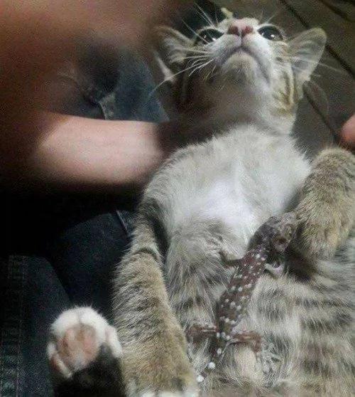 小猫贪玩被壁虎缠上 主人狂笑后它一脸绝望